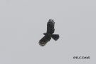 Long-tailed Honey-buzzard, Papua New Guinea 10th of June 2018 Photo: Rainer Christian Ertel