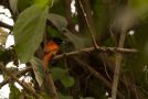 Red-bellied Paradise Flycatcher ssp. nigriceps (Tersiphone rufiventer), Ghana 23rd of February 2018 Photo: Andreas Bennetsen Boe