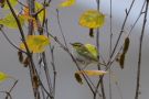 Pallas's Leaf Warbler, Poland 20th of November 2018 Photo: Marcin Solowiej