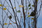 Pallas's Leaf Warbler, Poland 20th of November 2018 Photo: Marcin Solowiej