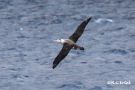 Amsterdam Island Albatross-I, Frankrig 30. august 2018 Foto: Rainer Christian Ertel