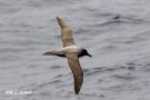 Light-mantled Albatross-II, France 27th of August 2018 Photo: Rainer Christian Ertel