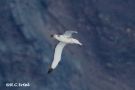 Amsterdam Island Albatross-II, Frankrig 30. august 2018 Foto: Rainer Christian Ertel