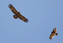 Steppe Eagle, Mørk adult sammen med Stor Skrigeørn, Oman 23rd of February 2016 Photo: Allan Kjær Villesen