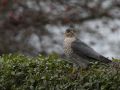Eurasian Sparrowhawk, Denmark 22nd of November 2018 Photo: Per Boye Svensson