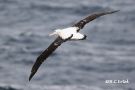 Tristan Albatross, France 13th of August 2018 Photo: Rainer Christian Ertel