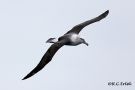 Grey-backed Albatross-I, France 13th of August 2018 Photo: Rainer Christian Ertel