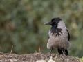 Hooded Crow, Denmark 21st of November 2018 Photo: Per Boye Svensson