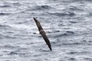 Grey-backed Albatross-II, France 30th of August 2018 Photo: Rainer Christian Ertel