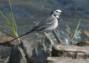 White Wagtail, ssp 