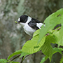 Collared Flycatcher, Adult male, Poland 17th of May 2016 Photo: Allan Kjær Villesen