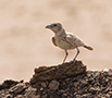 Black-crowned Sparrow-lark, Female, Oman 27th of February 2016 Photo: Allan Kjær Villesen