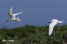 Common White-Tern-III, Frankrig 5. september 2018 Foto: Rainer Christian Ertel