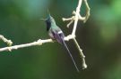 Wire-crested Thorntail Discosura popelairii, Ecuador 30th of October 2018 Photo: Thomas Garm Pedersen