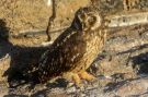 Short-eared Owl, Short-eared Owl Asio flammeus galapagoensis, Ecuador 10th of November 2018 Photo: Thomas Garm Pedersen