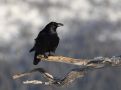 Northern Raven, Norway 10th of March 2018 Photo: Klaus Dichmann
