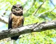 Spectacled Owl (Pulsatrix perspicillata), ssp. saturata, Costa Rica 16th of December 2018 Photo: Klaus Malling Olsen