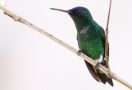 Indigo-capped Hummingbird (Amazilia cyanifrons), Colombia 22. juni 2012 Foto: Klaus Malling Olsen