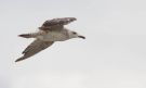 Caspian Gull, 2cy in active primary moult, Denmark 11th of August 2018 Photo: Anders Odd Wulff Nielsen