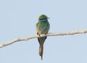 Arabian Green Bee-eater, Oman 21st of November 2018 Photo: Lars Jensen Kruse