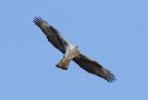 Bonelli's Eagle, Oman 24th of November 2018 Photo: Lars Jensen Kruse