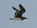 Sooty Gull, Oman 18th of November 2018 Photo: Lars Jensen Kruse