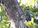 Stor Myrespætte,Great Slaty Woodpecker (Mulleripicus pulverulentus) ssp.mohun, Nepal 31st of December 2018 Photo: Paul Patrick Cullen