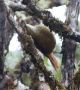 Ruddy Treerunner (Margarornis rubiginosus), Costa Rica 14. december 2018 Foto: Klaus Malling Olsen