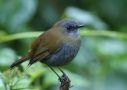 Black-billed Nightingale-thrush (Catharus gracilirostris), Costa Rica 15. december 2018 Foto: Klaus Malling Olsen