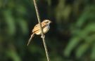 Stripe-headed Sparrow (Peucaea ruficauda), Costa Rica 16th of December 2018 Photo: Klaus Malling Olsen