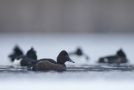 Ferruginous Duck, Denmark 1st of February 2019 Photo: Johan Christian Homann