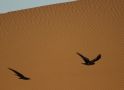 Ørkenravn, Brown-necked Raven; Corvus ruficollis, Marokko 16. oktober 2018 Foto: Jakob Ugelvig Christiansen