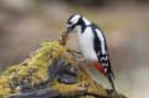Great Spotted Woodpecker, Denmark 23rd of April 2018 Photo: Torkild Kristensen