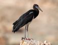 Abdim's Stork, Oman 18. november 2018 Foto: Aurélien Audevard
