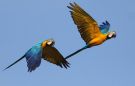 Blue-and-yellow Macaw (Ara ararauna), Brasilien 19. juli 2012 Foto: Klaus Malling Olsen