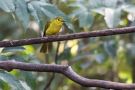 Yellow-browed-Bulbul, India 11th of January 2017 Photo: Carl Bohn