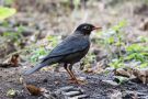 Indian-Blackbird, India 11th of January 2017 Photo: Carl Bohn