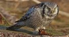 Northern Hawk-owl, Sweden 16th of February 2019 Photo: Ronny Hans Ingemar Svensson