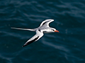 Rødnæbbet Tropikfugl, Oman 23. februar 2016 Foto: Allan Kjær Villesen