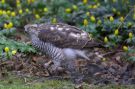 Eurasian Sparrowhawk, Med solsort slået i haven, Denmark 22nd of February 2019 Photo: Thomas Garm Pedersen