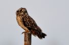 Short-eared Owl, Denmark 25th of February 2019 Photo: Niels Jørgen Hamann Andersen