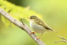 Yellow-browed Warbler, Cape Verde 19th of January 2019 Photo: Marcin Solowiej