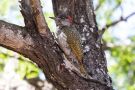 Golden-tailed woodpecker, Sydafrika 2. november 2018 Foto: Carl Bohn