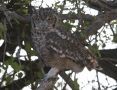Spotted eagle-owl, Namibia 14th of February 2019 Photo: Steen Egholm Engelbøl