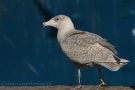 Glaucous Gull, 2cy, Poland 16th of January 2019 Photo: Marcin Solowiej