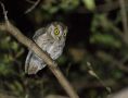 African Scops Owl (Otus senegalensis) ssp. pamelae, Oman 25th of February 2019 Photo: Anders Odd Wulff Nielsen