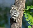 Lille Grå Flagspætte (Dendrocopos kizuki) Japanese Pygmy Woodpecker, Korea (South) 24th of May 2018 Photo: Eva Foss Henriksen