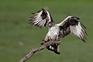 Bonelli's Eagle, Adult female, Spain 24th of November 2018 Photo: Helge Sørensen