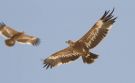Steppe Eagle, 3cy, Oman 27th of February 2019 Photo: Anders Odd Wulff Nielsen
