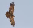 Steppe Eagle, Sub-adult, Oman 27th of February 2019 Photo: Anders Odd Wulff Nielsen